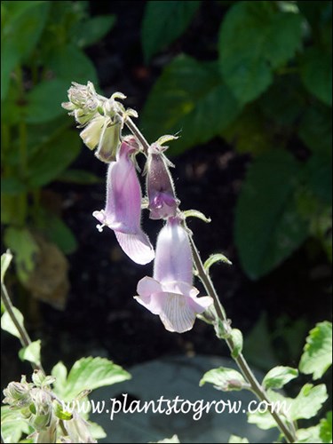 The small Fox Glove like flower.